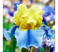 Bulbi iris,Bouquet di fiori carini che ondeggiano al vento,Fiore unico,issimo-1,6bulbis