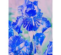 Bulbi iris,Bouquet di fiori carini che ondeggiano al vento/fiori per decorazioniz interno-2,4bulbis