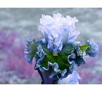 Bulbi iris,Bouquet di fiori carini che ondeggiano al vento/piante grasse particolari/Hardy fragranza floreale-1,4bulbis