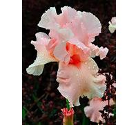 Bulbi iris,Bouquet di fiori carini che ondeggiano al vento/piante grasse particolari/Migrated Template-2,6bulbis