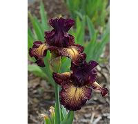 Bulbi iris,Bouquet di fiori carini che ondeggiano al vento/piante grasse particolari/Misterioso profumo floreale-2,4bulbis