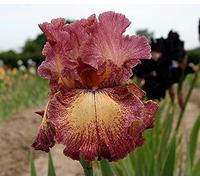 Bulbi iris,Bouquet di fiori carini che ondeggiano al vento,Specie rare di piante che vivono per molti anni-2,2bulbis
