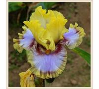 Bulbi iris,Bouquet di fiori carini che ondeggiano al vento,Splendido ornamento fine-2,4bulbis