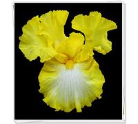 Bulbi iris,Molto delicato,Geheime Garten exotische Stauden,Pianta perenne-2,2Bulbis