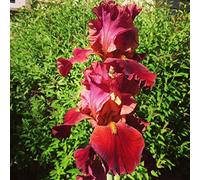 Bulbi iris,Postura familiare gentile e aggraziata,Fiore misterioso in vaso da esterno-2,6bulbis