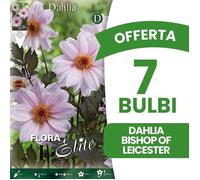 BULBI OFFERTA 7 BULBI DAHLIA PEONYFLOWERING BISHOP OF LEICESTER (CONFEZIONE DA 1 BULBO)