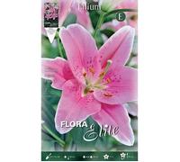 Bulbi Primaverili Lilium Oriental Pink Confezione Da 2 Bulbi Bulbs