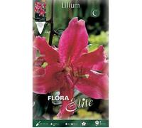 Bulbi Primaverili Lilium Oriental Red Confezione Da 2 Bulbi Bulbs