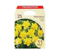 BULBI PRIMAVERILI NARCISO TRUMPET GIALLO CONFEZIONE DA 25 BULBI BULBS