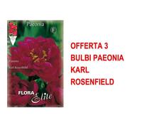 Bulbi Primaverili Offerta 3 Bulbi Paeonia Karl Rosenfield Bulbs Peonia Multicolore