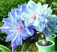 Bulbo di Amaryllis,Hippeastrum lampadine,bulbi fiori perenni,fiorisce in primavera,erba perenne,bello e facile da piantare,buona decorazione domestica,adatto per piantare in giardino o in vaso