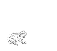 Bull Frogs Croon and Other Songs