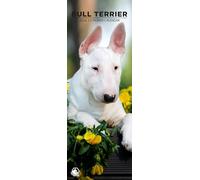 Bull Terrier Calendrier mural 2026, format fin 12 mois, fabriqué en Angleterre