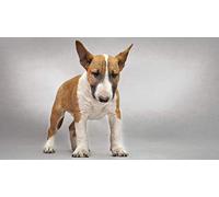 Bull Terrier DIY 5D Diamant Peinture par Numéro Kits Uniques Décoration Murale Maison Cristal Strass Décoration Murale 50x60CM