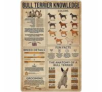 Bull Terrier Infographie Panneau en métal Bull Terrier Connaissances Affiche Art mural Éducation scolaire Décoration d'intérieur Impression d'art Décoration Cadeau pour amoureux des chiens 8x12 pou