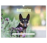 Bull-terrier - un charmant bourreau des cœurs, Version française (Calendrier mural 2026 DIN A3 portrait), Calendrier CALVENDO mensuel