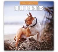 Bull Terriers 2026 Square Wall Calendar