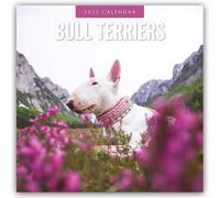 Bull Terriers - Bullterrier 2025 - 16-Monatskalender: Original Red Robin Publishing Ltd-Kalender [Mehrsprachig] [Kalender]