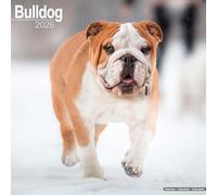 Bulldog Calendar 2026 Square Dog Breed Wall Calendar - 16 Month
