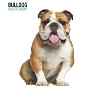 Bulldog Calendrier moderne 2026