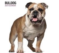 Bulldog Calendrier moderne 2027