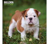 Bulldog Calendrier traditionnel 2027