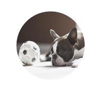 Bulldog français, Autocollant magnétique Rond pour réfrigérateur, aimants en Acrylique pour réfrigérateur, 1 pièce