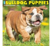 Bulldog Puppies 2026 12 X 12 Wall Calendar