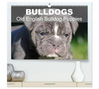 Bulldogs - Old English Bulldog Puppies (High Quality Premium Wall Calendar 2026 DIN A2 landscape),CALVENDO 12 Month Wall Calendar: Beautiful bulldog puppies in the sun