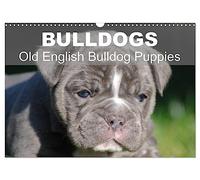Bulldogs - Old English Bulldog Puppies (Wall Calendar 2026 DIN A3 landscape), CALVENDO 12 Month Wall Calendar: Beautiful bulldog puppies in the sun