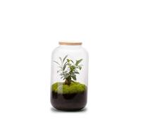 BULLE DE NATURE-Terrarium Bonbonne M en verre transparent diamètre 23 x H 41 cm