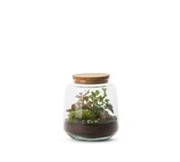 BULLE DE NATURE-Terrarium Bulle de Nature Izumi en verre transparent Naturalys taille L - diamètre 15 x 17 cm