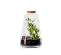 BULLE DE NATURE-Terrarium Bulle de Nature Minata en verre transparent Naturalys taille L - diamètre 24 x 35 cm