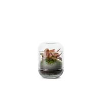 BULLE DE NATURE-Terrarium capsule fitto coloris vert Bulle de Nature - diamètre 8 cm
