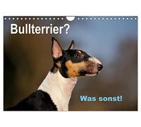 Bullterrier? Was sonst! (Wandkalender 2026 DIN A4 quer), CALVENDO Monatskalender: Ein toller Kalender für Fans der Rasse Bullterrier. Sehr schön in Szene gesetzt von der Tierfotografin Yvonne Janetzek