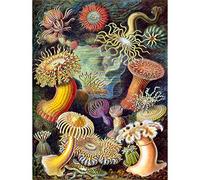 Bumblebeaver Nature Art Biology Anemone ERNS Haeckel Germany Vintage Poster Art Print 12x16 inch 30x40cm La Nature La biologie Allemand Ancien Affiche Impression d'art