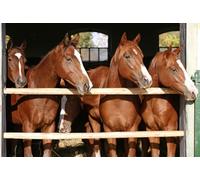 Buohwiwe Papier Peint Panoramique Animaux et Chevaux Mural 150x105 cm 3D Papier Peint Intisse Chevaux de Ferme Fresque Murale Chambre Coucher Salon Décoration Photo Poster Geant Murale q.6488