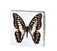 BURLOE 3, Véritable Insecte Papillon Spécimens, Papillon Naturel en Résine Spécimen Scarabée Préservé Taxidermie Collection Presse-Papier