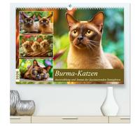Burma-Katzen. Ausstrahlung und Anmut der faszinierenden Samtpfoten (hochwertiger Premium Wandkalender 2026 DIN A2 quer), Kunstdruck in Hochglanz: ... die voller Charme durch den Garten streifen