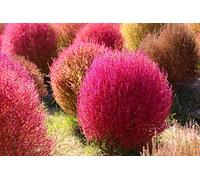 Burning Bush Kochia - Bassia scoparia f. trichophylla Grass Seeds, Also Known as Fireweed or Summer Cypress Home Garden Seeds ing by Heavy Torch, Pink 20 Seeds: Only seeds
