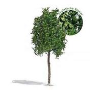 Busch - Plantane 170 Mm Sommer H0 (11/21) bu3792