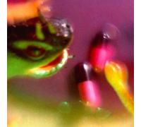 Bush Tetras - Take The Fall [Cd]