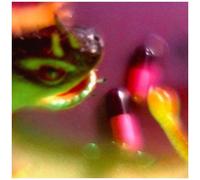 Bush Tetras - Take The Fall [Cd]