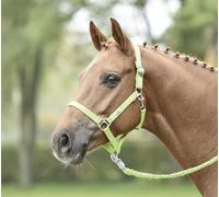 Busse Licol HANSA