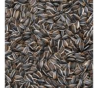 BusyBeaks Sélection Graines de Tournesol Rayées - Mélange de Graines Premium pour Oiseaux Robustes - Idéal pour Mangeoires à Oiseaux Variées