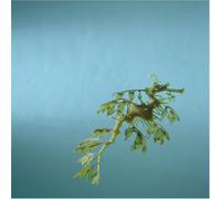 Butter Butter - Minamo [Import]