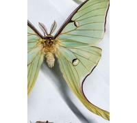 Butterfly and Moth notebook: Plain paper notebook with photographs of butterflies and moths throughout