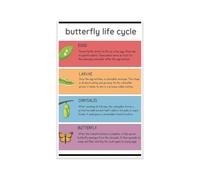 Butterfly Life Cycle Educational Poster Science Diagram for Preschool Kindergarten Elementary Classroom Decor Egg Caterpillar Chrysalis Butterfly Teacher Supplies(Unframed,16x24inch(40x60cm))