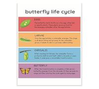 Butterfly Metamorphosis Poster Stage By Stage Visual Guide Egg Laying Hatching Caterpillar Feeding Chrysalis Formation Adult Emergence Educational Decor For Classroom(Unframed,08x12inch(20x30cm))