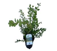 Buxus betterbuxus 'babylon beauty' - boule pot 30 + cm